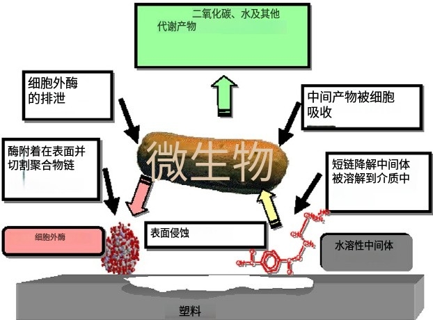 生物降解塑料从完整薄膜到最终降解的机理示意图